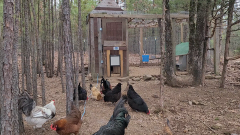 Chicken Coop Adventures: Part 6