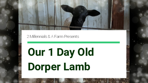 Our First Lamb is Born