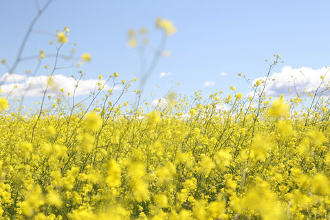 Organic Canola Oil in Soap? Why This Surprising Ingredient is Great for Skin