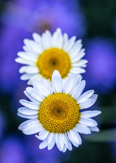 What are the Benefits of German Chamomile in Skincare? And Why is it Blue?