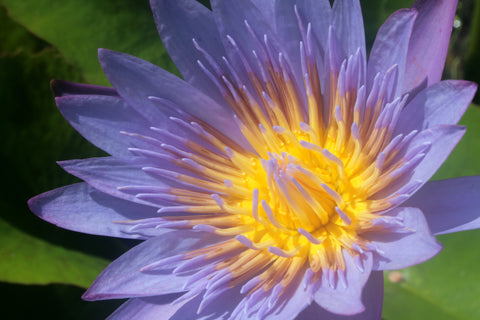 Discover the Power of Blue Lotus Essential Oil for Skin