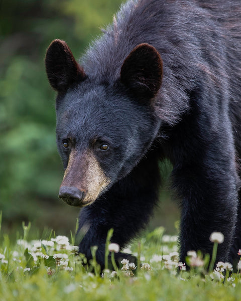 Black Bear Coffee